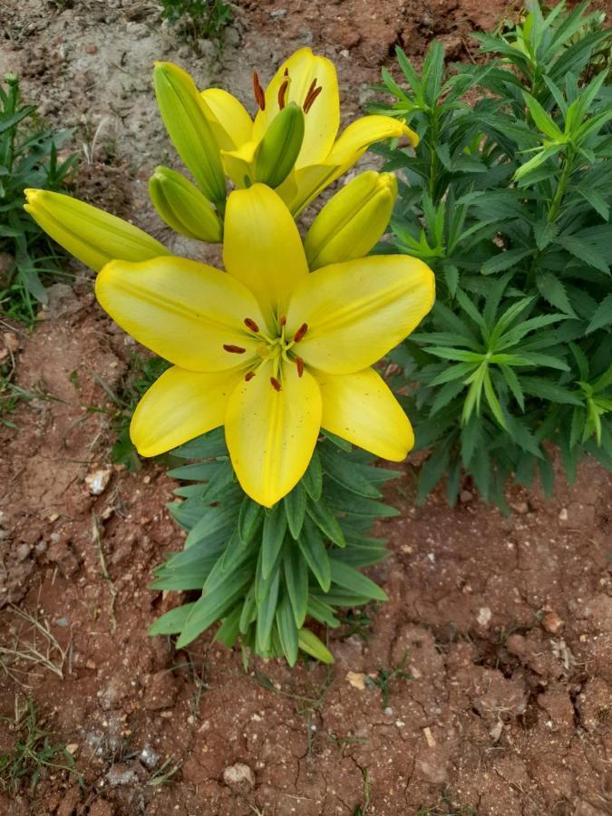 Vlorë Rey Garden 2酒店 外观 照片